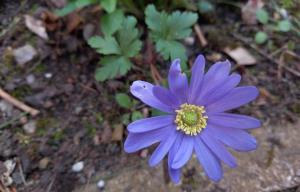 Blue Anemone