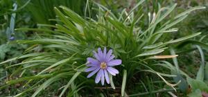 Balkan Anemone