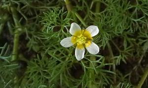 Thread-leaved Water Crowfoot