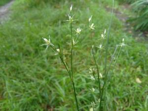 Toad Rush