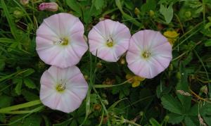 Field Bindweed