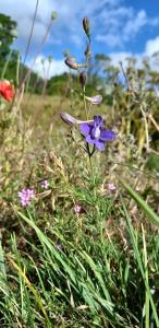 Larkspur