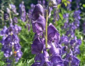 Monkshood