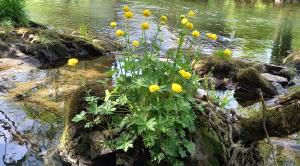 Globeflower