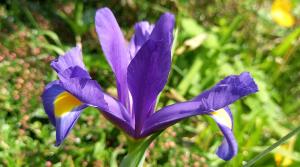 Spanish Iris