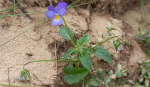 Dune Pansy