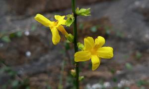 Winter Jasmine