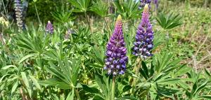 Garden Lupin