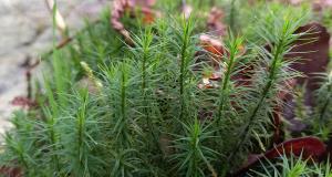 Juniper Haircap Moss