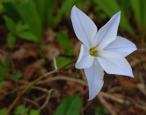 Spring Starflower