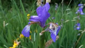 Siberian Iris