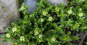 Sea Sandwort