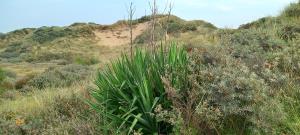 Yucca