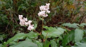 Himalayan Knotweed