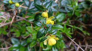 Warty Barberry