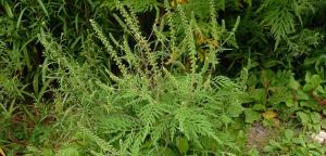 Annual Ragweed