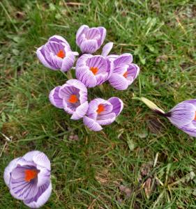 Snow Crocus