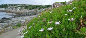 White African Daisy