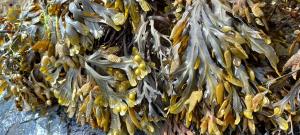 Bladder Wrack