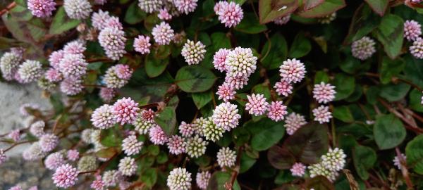 Persicaria capitata