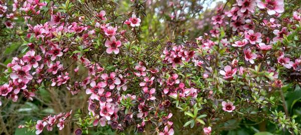 Leptospermum scoparium