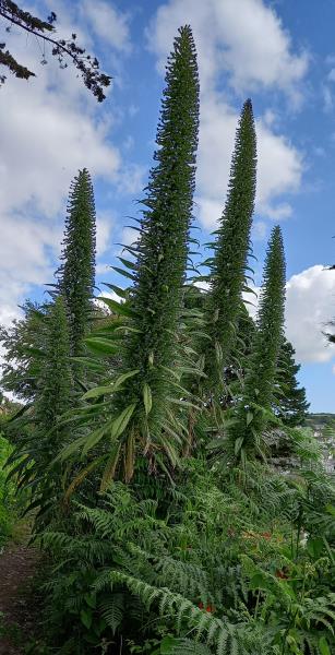 Echium pininana