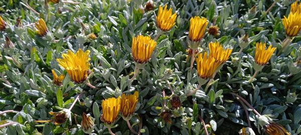 Gazania rigens