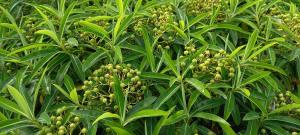 Canary Spurge