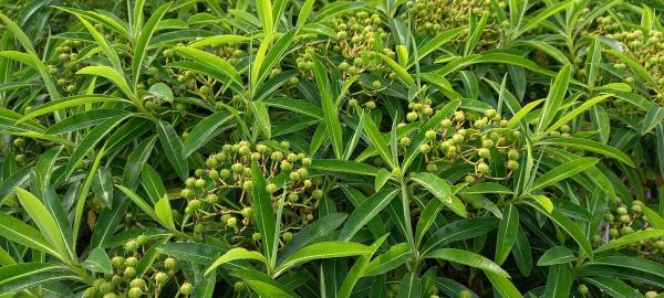 Euphorbia mellifera