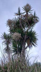 Cabbage Palm