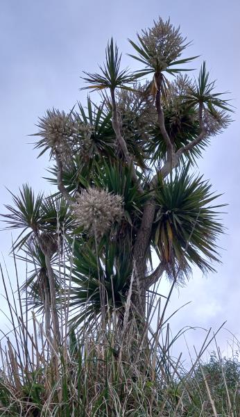 Cordyline australis