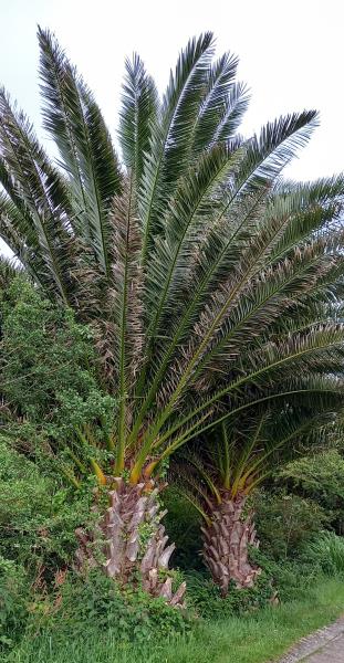 Phoenix canariensis