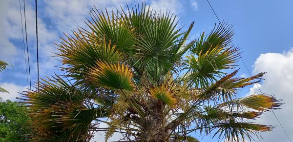 Trachycarpus fortunei