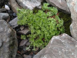 Mossy Saxifrage