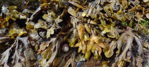 Guiry's Bladder Wrack