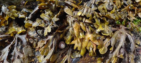 Fucus guiryi