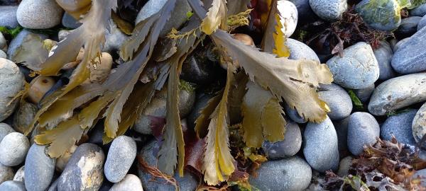 Fucus serratus