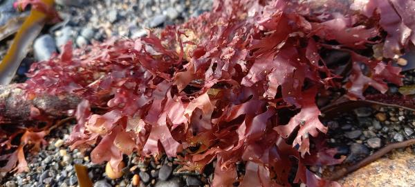 Chondrus crispus