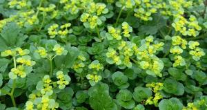 Opposite-leaved Golden Saxifrage