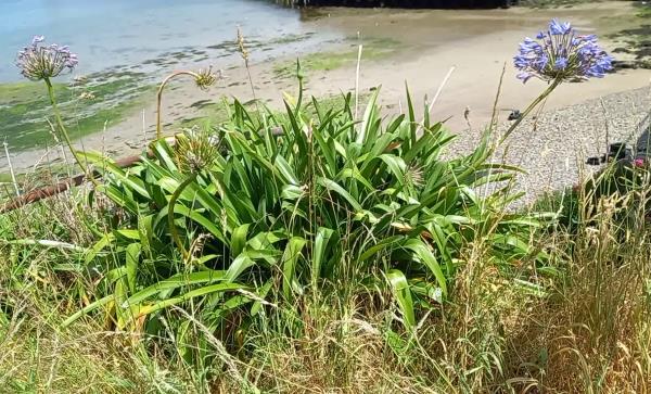 Agapanthus praecox orientalis