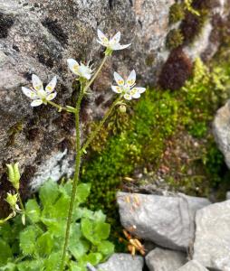 Starry Saxifrage