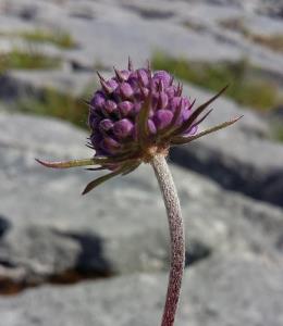 Devilsbit Scabious