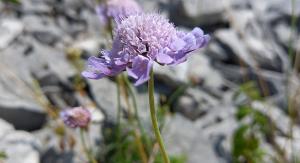 Field Scabious