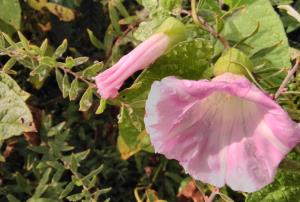 Hairy Bindweed