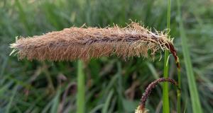 Pendulous Sedge