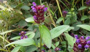 Selfheal