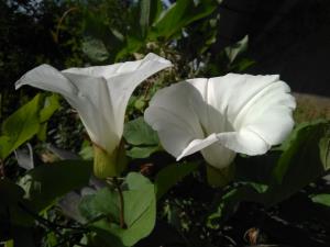 Hedge Bindweed