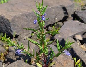 Skullcap