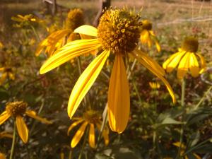 Sneezeweed