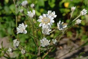 Sneezewort